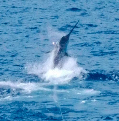 Photo 3 of 4 from 904 lb. Blue Marlin Aboard the Sweetums