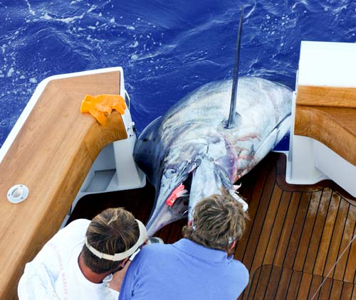 Photo 2 of 4 from 904 lb. Blue Marlin Aboard the Sweetums