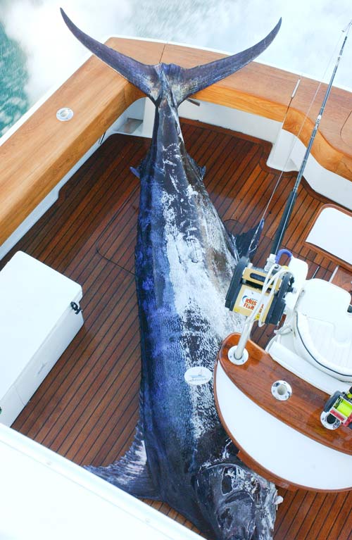 904 lb. Blue Marlin Aboard the Sweetums