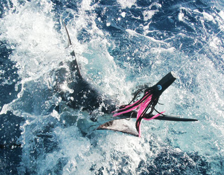 St. Croix Golden Hook Marlin Tournament