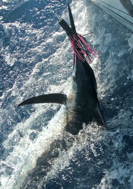 Photo 2 of 2 from St. Croix Golden Hook Marlin Tournament
