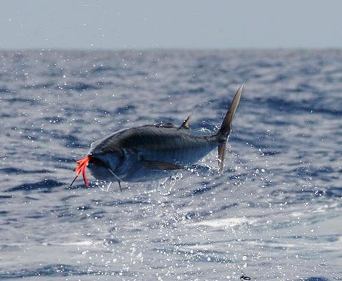 Wahoo, Osprey Reef