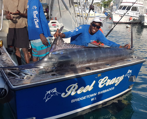 313 lb. Blue Marlin