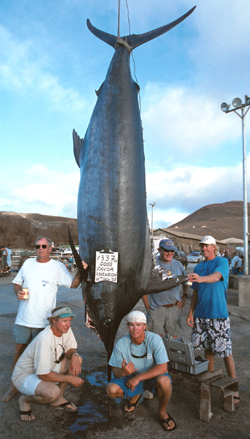 Photo 2 of 2 from 1,337 lb. Atlantic Blue Marlin