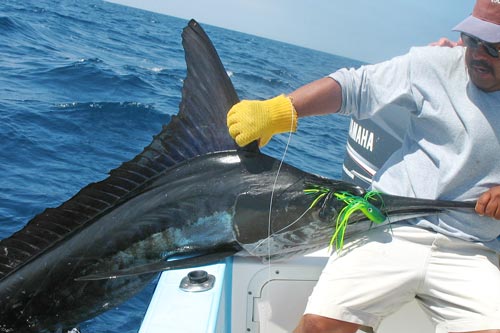 150 lb. Striped Marlin
