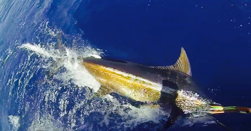 1st Place, Bisbee East Cape Offshore