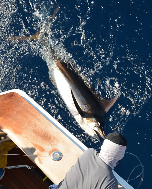 Photo 4 of 6 from 1st Place, Bisbee East Cape Offshore