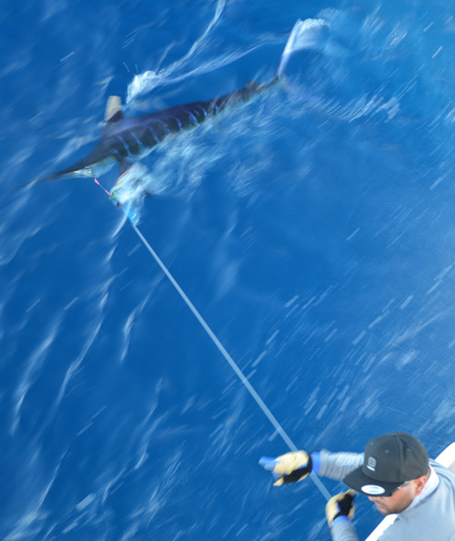 Photo 5 of 6 from 1st Place, Bisbee East Cape Offshore