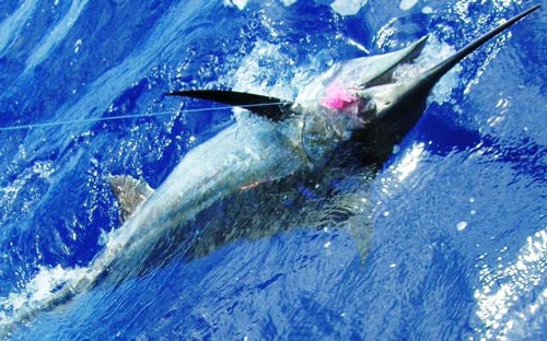 Blue Marlin on a Wide Range