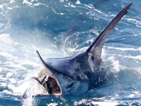 Striped Marlin