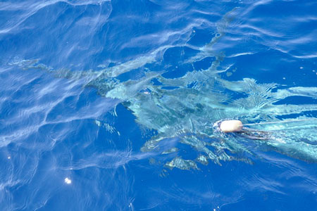 1,000+ lb. Black Marlin