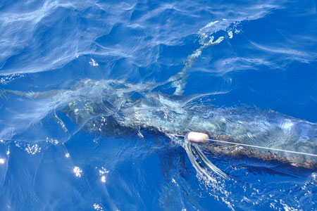 Photo 2 of 3 from 1,000+ lb. Black Marlin
