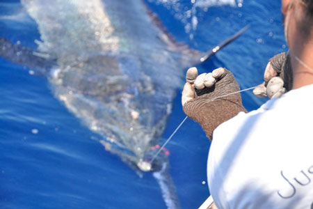 Photo 3 of 3 from 1,000+ lb. Black Marlin