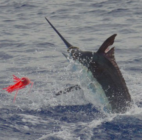 Blue Marlin Aboard the Anxious