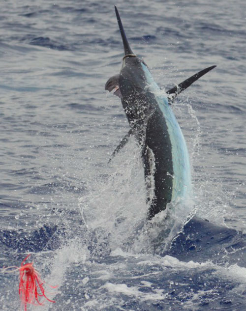 Photo 2 of 3 from Blue Marlin Aboard the Anxious