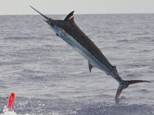 Photo 3 of 3 from Blue Marlin Aboard the Anxious