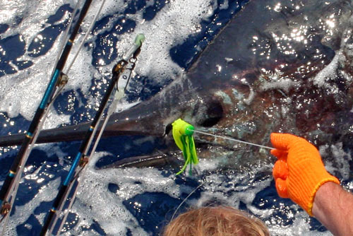 Photo 2 of 2 from 400 lb. Marlin