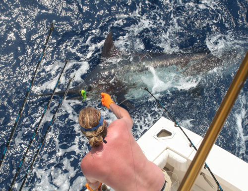 400 lb. Marlin