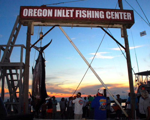 1,077 lb. Blue Marlin — A Grander
