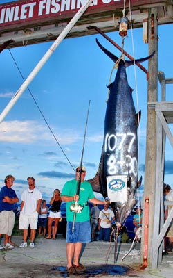Photo 2 of 3 from 1,077 lb. Blue Marlin — A Grander