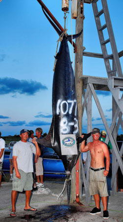 Photo 3 of 3 from 1,077 lb. Blue Marlin — A Grander