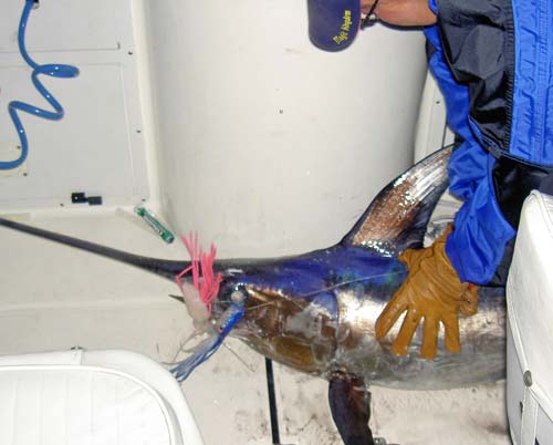 Swordfish
